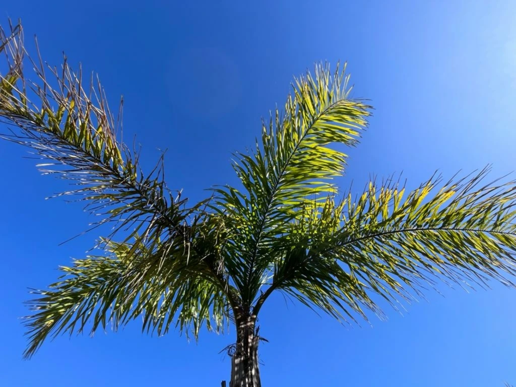 Grandes Plantas